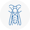 West Kirby Wasp Nest Removal